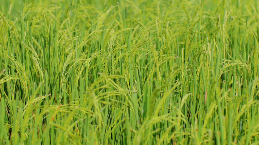 绿稻田在风中摇摆视频
