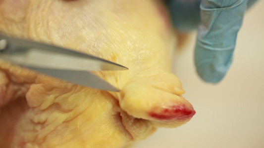 解剖肉鸡尾脂腺淋巴系统细菌 视频
