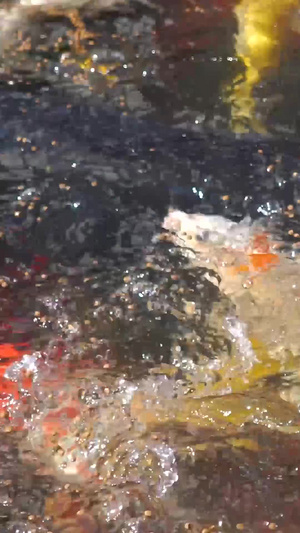 水池里的金鱼29秒视频