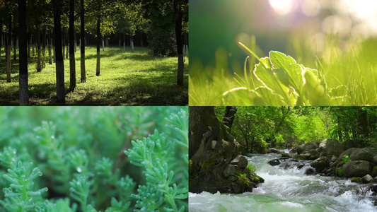 树林里小草+植物+溪流合集视频