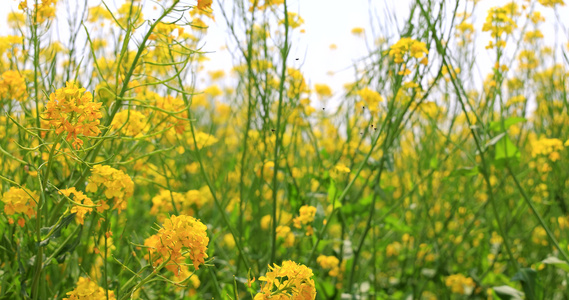 油菜花视频