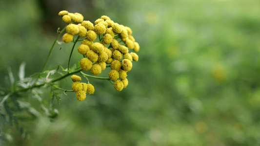 黄花紫檀视频