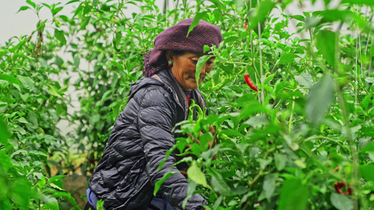 日喀则蔬菜种植基地藏民收获的喜悦视频