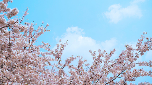 4k小清新春天的樱花和白云视频