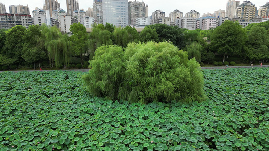 荷花荷叶植物航拍视频