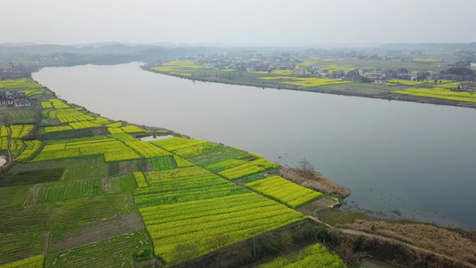 航拍油菜花海视频