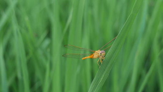 禾苗上的蜻蜓视频