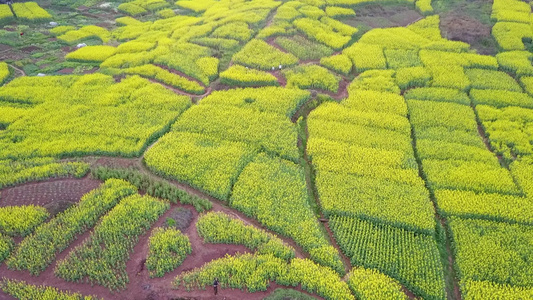 油菜花海[紫云英]视频