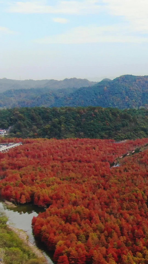 航拍安徽网红旅游景区红衫林景区安徽旅游80秒视频