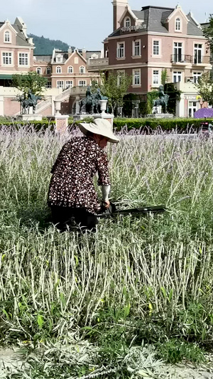 夏日高温户外作业割草的劳动者视频素材烈日炎炎37秒视频