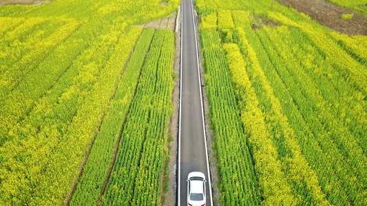 航拍油菜花海视频