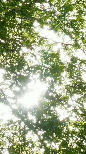夏季阳光穿过树叶逆光70秒视频