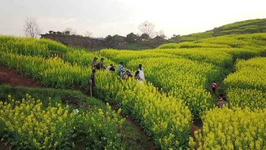 航拍油菜花海视频