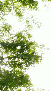 夏季阳光穿过树叶逆光视频