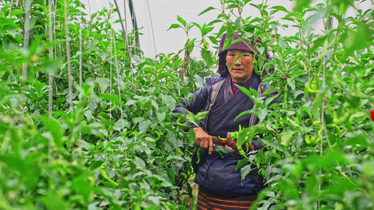 日喀则蔬菜种植基地藏民收获的喜悦视频