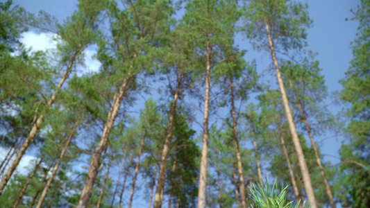 青春的松树 在高和蓝天空背后视频