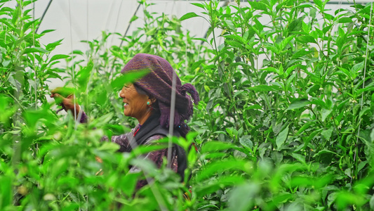 日喀则蔬菜种植基地藏民收获的喜悦视频