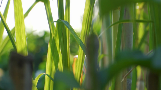 农田里种植的甘蔗[糖蔗]视频