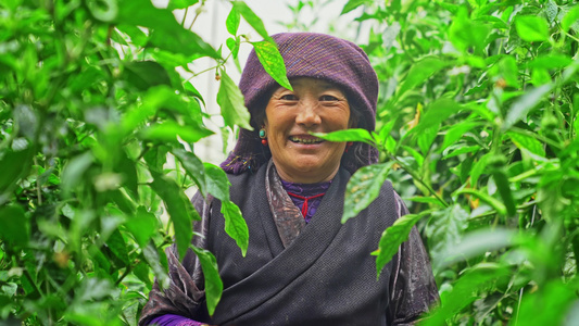 日喀则蔬菜种植基地藏民收获的喜悦视频