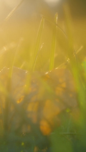 夕阳下逆光拍摄草地上枯黄的落叶空镜头视频