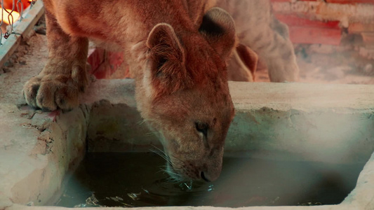 狮子饮水视频