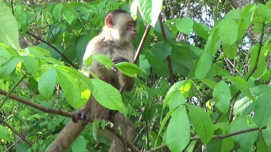 在亚马孙森林里 白面的黑猩猩视频