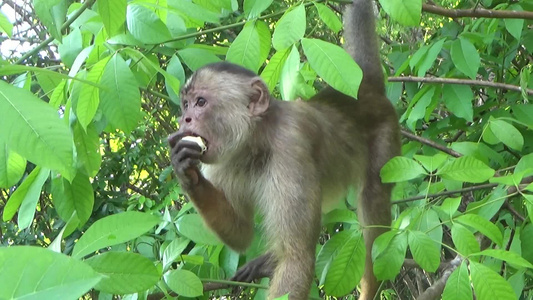 在亚马孙森林里白面的黑猩猩视频