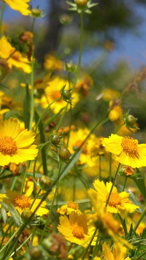 夏季自然风光盛开的野菊花视频合集43秒视频
