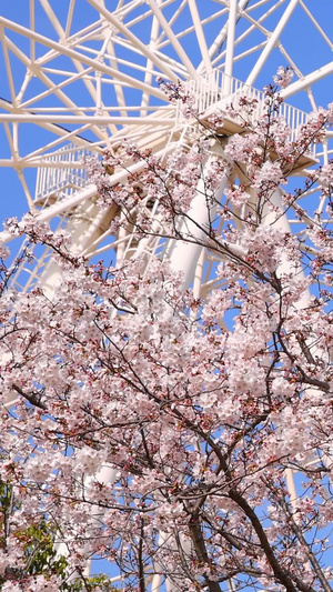 粉色樱花和摩天轮蓝天白云10秒视频