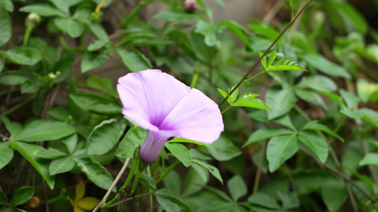 牵牛花实拍视频