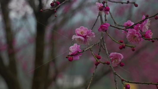 梅园腊梅花花卉花朵视频