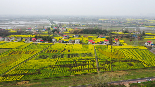 湖南益阳市南县乌嘴乡罗文村“罗文涂鸦七彩油菜花海”视频