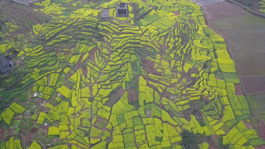 航拍油菜花海视频