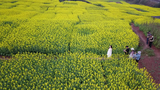 航拍油菜花海[紫云英]视频