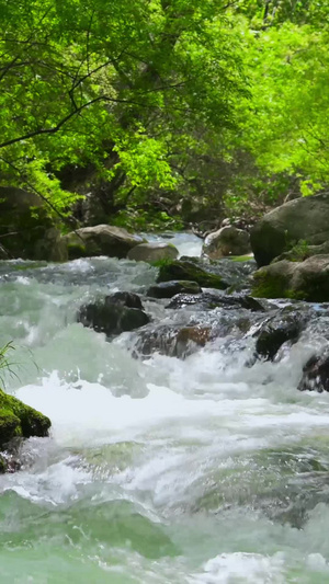 山涧溪流动态素材空气清新91秒视频