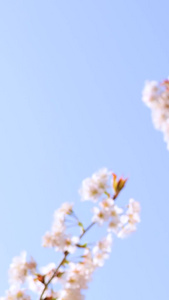 升格青岛樱花谷樱花盛开视频