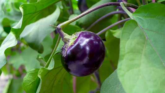 茄子种植基地视频