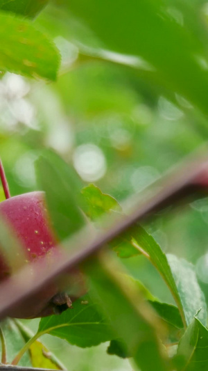 果园苹果树实景拍摄夏季水果75秒视频