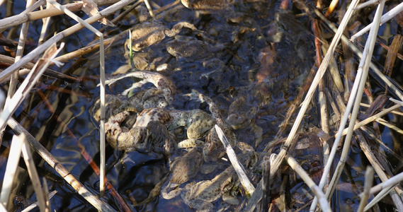 常见蛤蜴、bufobufo、捷克共和国、欧洲野生生物视频