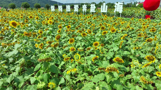 麻布山森林公园视频