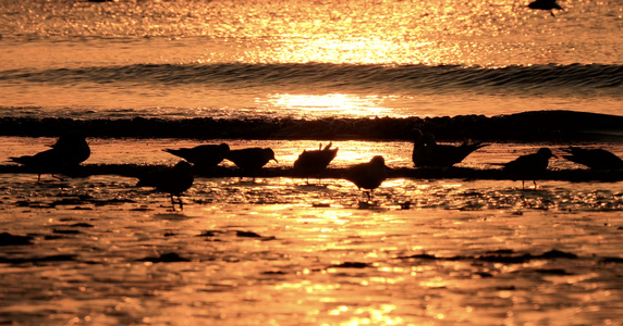 清晨金色阳光里觅食的海鸥视频