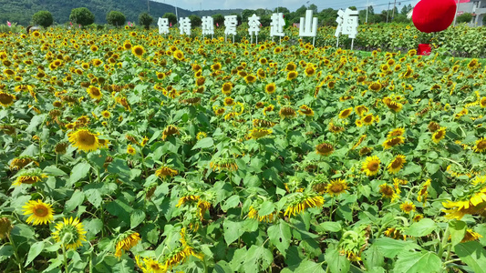 麻布山森林公园视频