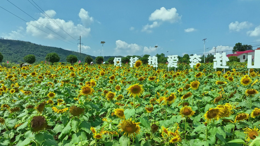 麻布山森林公园视频