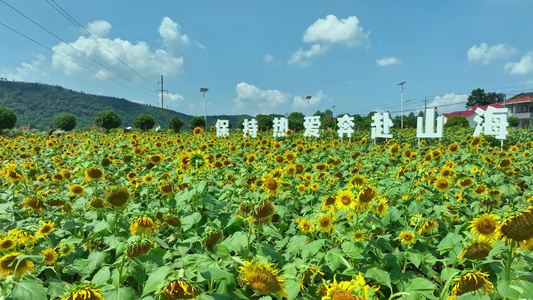 麻布山森林公园视频