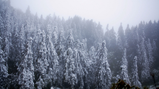 4K实拍森林中的树木雪景实拍素材视频