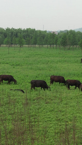 草原上吃草的牛群视频