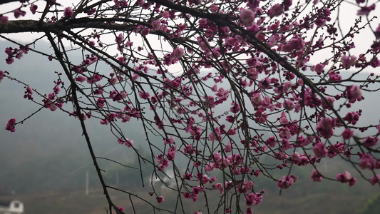 梅园腊梅花花卉花朵视频