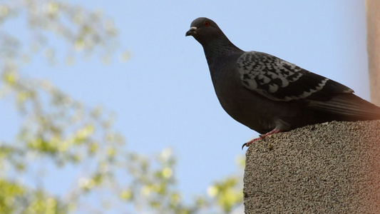 美丽的鸽子站在屋顶边缘排成一排 仰望四周视频
