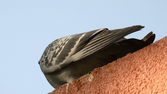 美丽的鸽子站在屋顶边缘排成一排 仰望四周视频