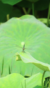 实拍荷叶上的蜻蜓三伏天视频